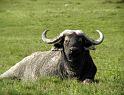 African Buffalo